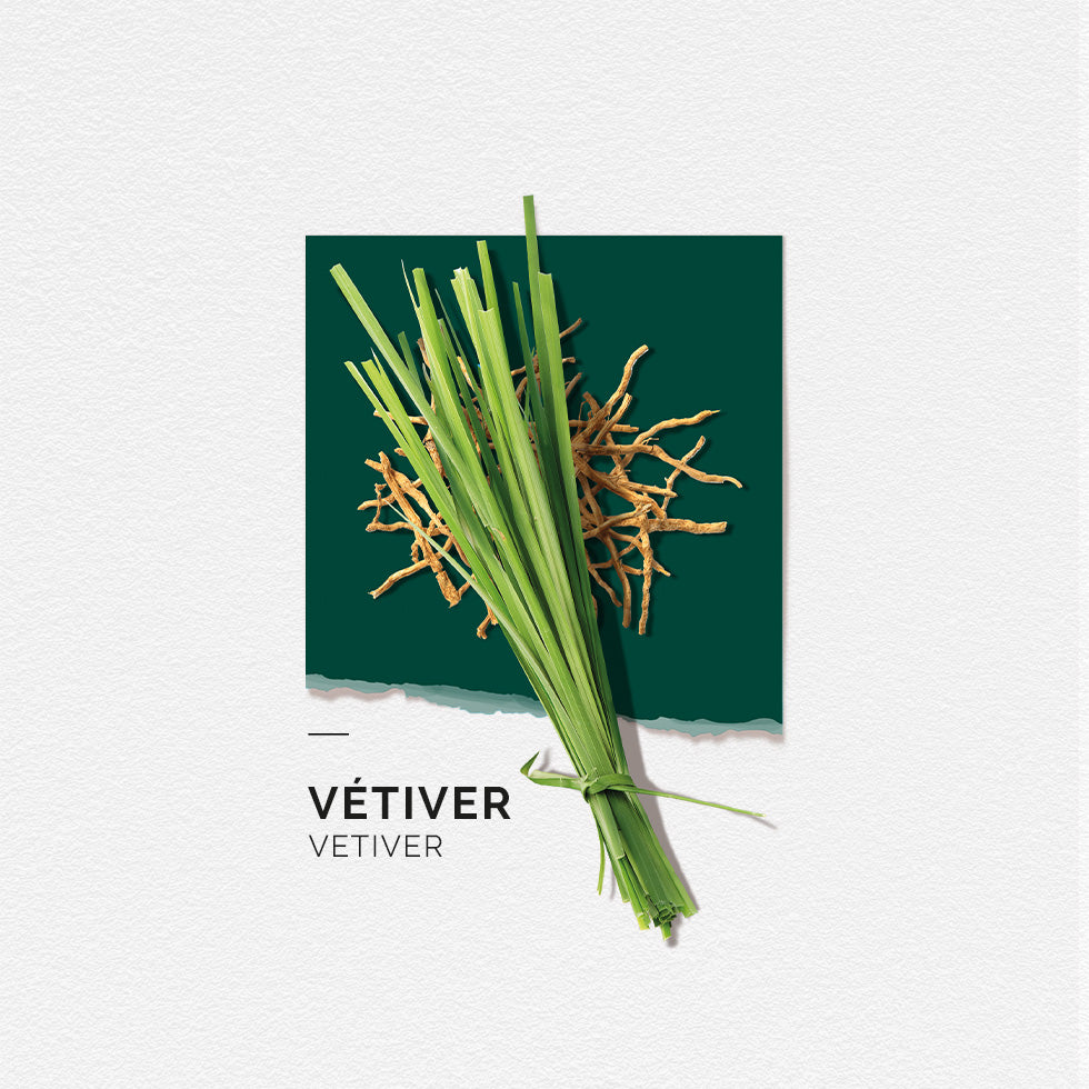 Vétiver - 50ml – Solinotes