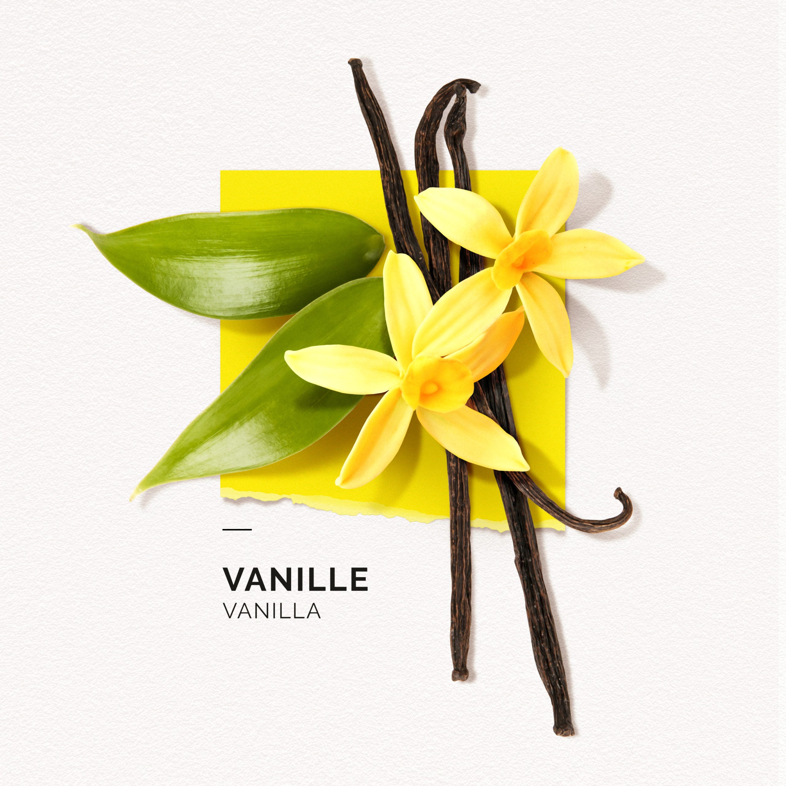 Vanilla - 50ml – Solinotes